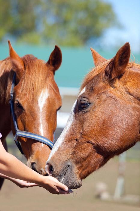 Kerry Lane Motel Hawera Eksteriør bilde